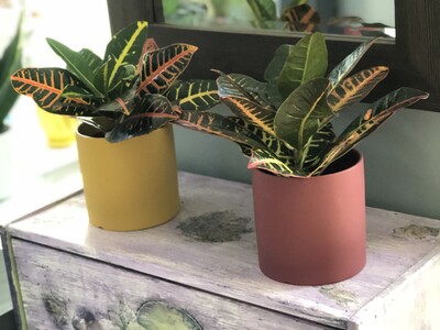 Купить Кодиеум купить или заказать в Минске с доставкой | Sadovskaya.by в магазине флористики Садовская в Минске